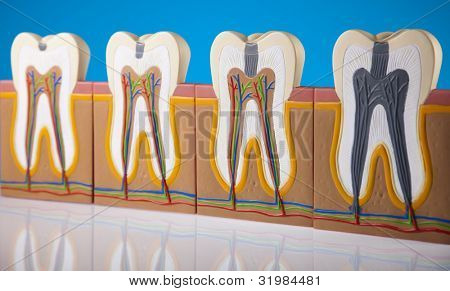 Anatomie zubu