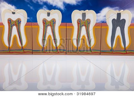 Anatomie zubu