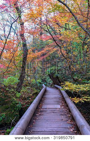 Oirase Stream Pathway, Beautiful Fall Foliage Scene In Autumn Colors. Forest, Flowing River, Fallen 