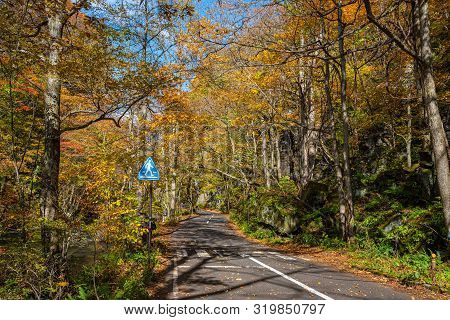 Asphalt Road Beside The Oirase Stream, Beautiful Fall Foliage Scene In Autumn Colors. Forest, Flowin