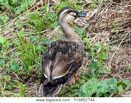 An Eastern Spotbilled Duck, Anas Zonorhyncham Stands In The Grass On The Bank Of The Izumi River.