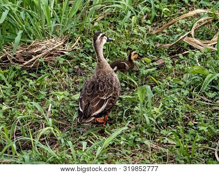 An Eastern Spotbilled Duck, Anas Zonorhyncham Stands In The Grass On The Bank Of The Izumi River.
