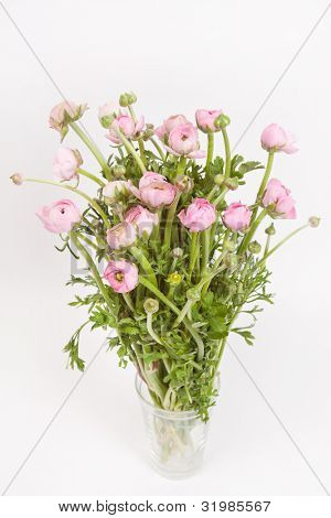 Ranuncolo rosa