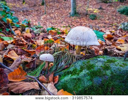 Photo Of Mushrooms In The Foreground, Boked Of The Forest With Leaves And Trees In Autumn