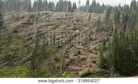 Many Fallen Trees After The Hurricane In Mountain