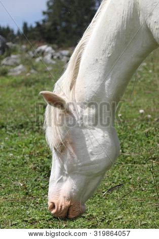 White Muzzle Of An Albino Horse White Eating The Green Grass