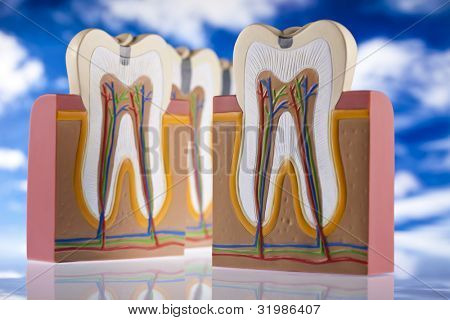 Anatomie zubu