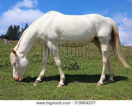 White Albino Horse White Grazing In Mountain In Summer Without People And Blue Sky