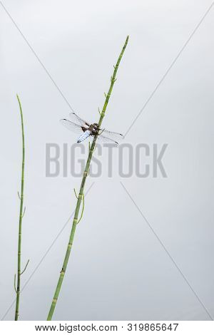 Beautiful Image Of Male Broad Bodied Chaser Dragonfly Libellula Depressa On Reed In Water During Sum