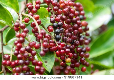 Bunches Of Colorful Forest Berry, Antidesma Puncticulatum Miq. (mamao)thai Blueberry Fruit