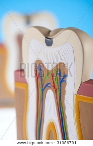 Anatomie zubu