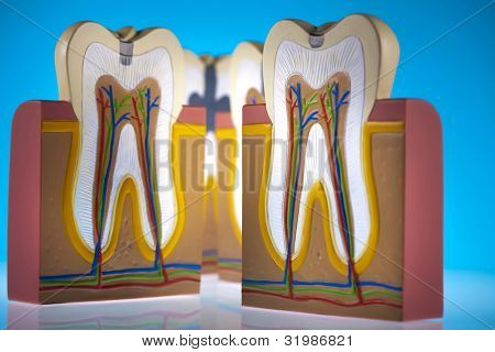 Anatomie zubu