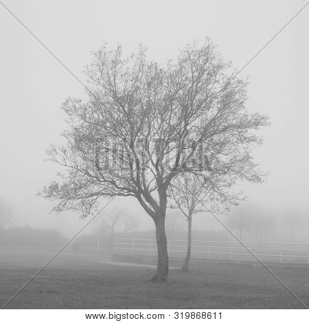 Two Trees In Park Fog And Mist In Wilderness Woodlands