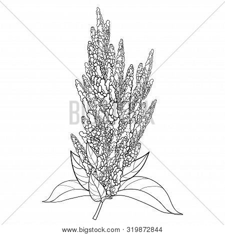 Vector Stem With Outline Amaranthus Or Amaranth Flower Bunch And Leaves In Black Isolated On White B