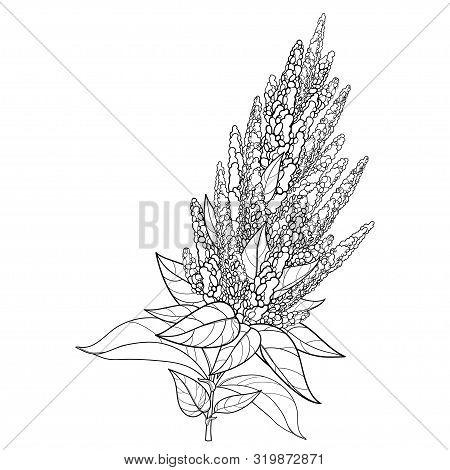 Vector Stem With Outline Amaranthus Or Amaranth Flower Bunch And Leaves In Black Isolated On White B