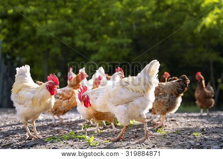 White And Multicolored Chickens In The Yard In The Countryside. Chickens Walking In The Yard