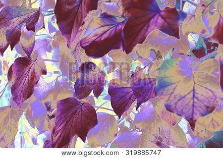 A Bunch Of Fantasy Multicolored Leaves, Algeria