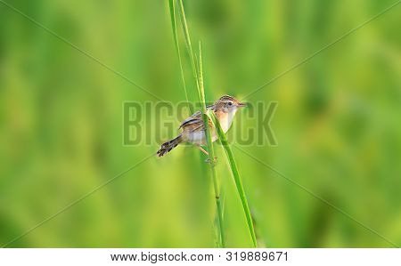 Birds On Tree Trunks. Plain Prinia (prinia Inornata) On A Tree Trunk In The Wild