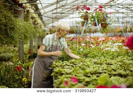 View At Good Looking Senior Woman Working With Spring Flowers In Greengarden
