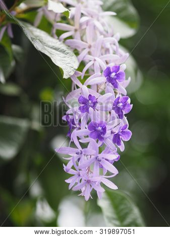 Sandpaper Vine. Purple Wreath. Flower Bunch Purple Bouquet Of Five Petals, Like A Five Pointed Petal