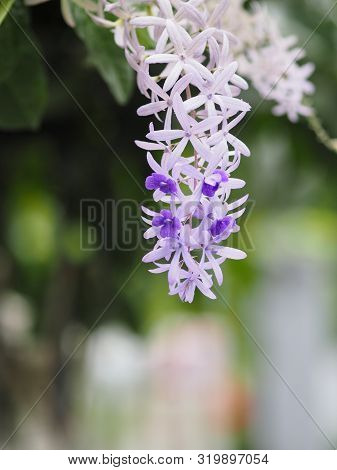 Sandpaper Vine. Purple Wreath. Flower Bunch Purple Bouquet Of Five Petals, Like A Five Pointed Petal