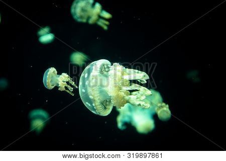 Photo Of Jellyfish Floating In The Aquarium Taken In Stanley Park Aquarium, In Vancouver, British Co