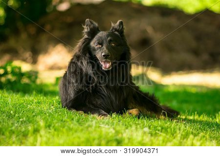 The Most Obedience Dog Ever Sitting In The Grass During Its Training.