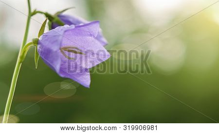 Flower Blue Campanula On The Edge Of The Forest. Beautiful Wild Flower Closeup With Copy Space