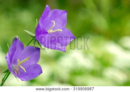 Flowers Blue Campanula On The Edge Of The Forest. Beautiful Wild Flower Closeup With Copy Space