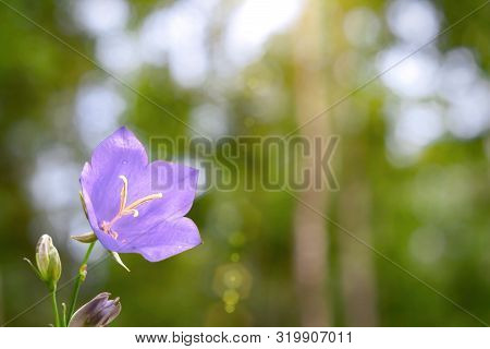 Flower Blue Campanula On The Edge Of The Forest. Beautiful Wild Flower Closeup With Copy Space