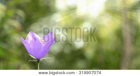 Flower Blue Campanula On The Edge Of The Forest. Beautiful Wild Flower Closeup With Copy Space