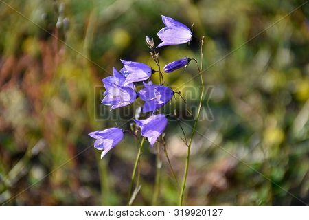 Group With Sunlit Bluebells Flowers Close Up