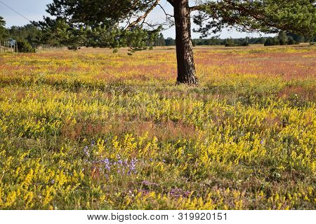 Colorful Blossom Field In Summertime In A Swedish Nature Reserve At The Island Oland