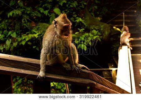 Monkey In The Monkey Forest In Ubud. Bali, Indonesia.
