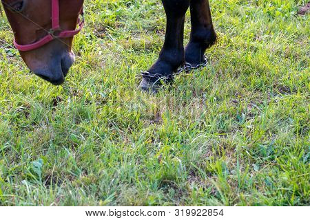 Horse Foot In Chains Grazing On Green Field At Sunset In Transylvania, Romania.