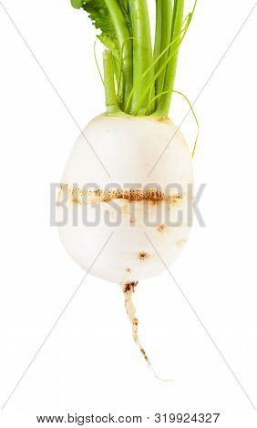 Fresh Organic Root Of Kokabu Japanese White Salad Turnip Close-up Isolated On White Background
