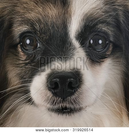 Phalene Papillon Dog In Front Of White Background