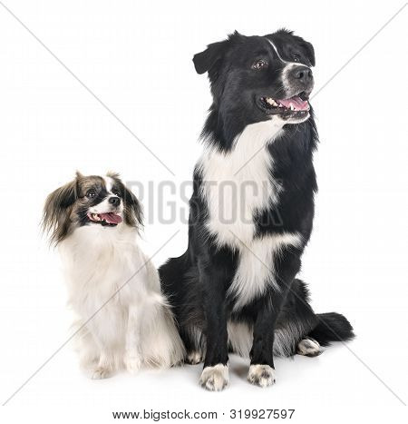 Australian Shepherd And Palene Dog In Front Of White Background