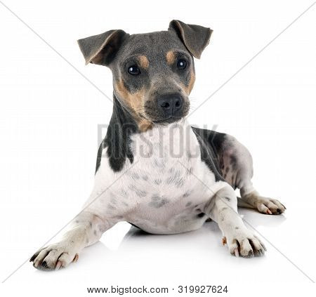 Brazilian Terrier In Front Of White Background