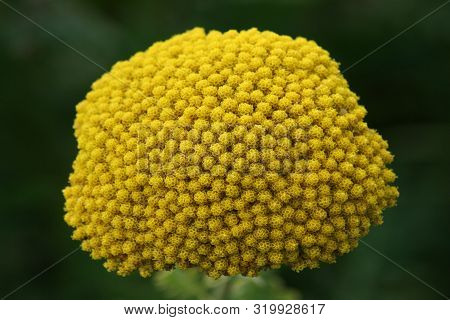 Close-up Of A Yellow-flowering Fernleaf Yarrow (achillea Filipendulina)