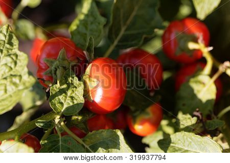 Green Nightshade, Solanum Viride.