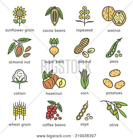 Agricultural Commodities Of The Plant Origin Icons Set In Flat Style Design With Editable Stroke Out