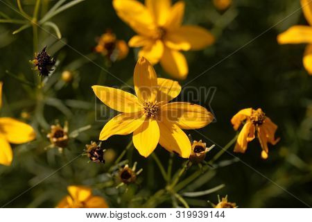 Whorled Tickseed, Coreopsis Verticillata