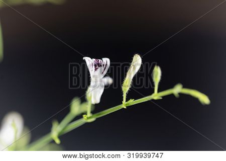 Macro Photo Of A Creat Or Green Chireta Plant, Andrographis Paniculata,