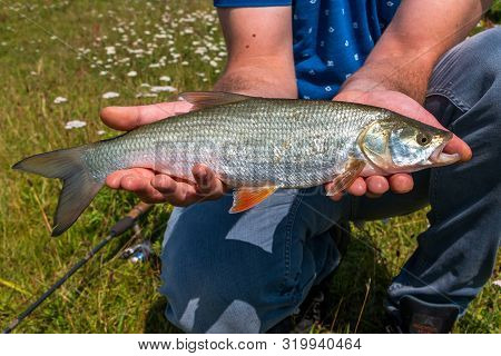 Fishing With A Spinning Rod And Catching  Asp 