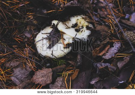 White Mushroom Lactarius Resimus In Wet Forest Close-up.