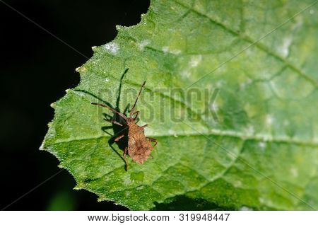 Brown Coreus Marginatus On A Green Leaf.