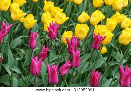 Beautiful Yellow And Pink Tulip Flowers In Spring Garden.