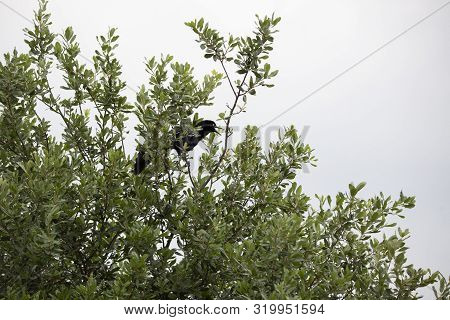Male Great-tailed Grackle (quiscalus Mexicanus) Calling From His Tree Perch