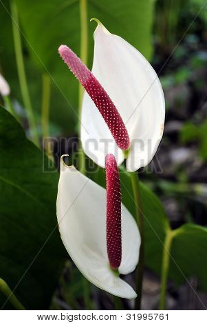 Tavolozza del pittore (Anthurium andraeanum)